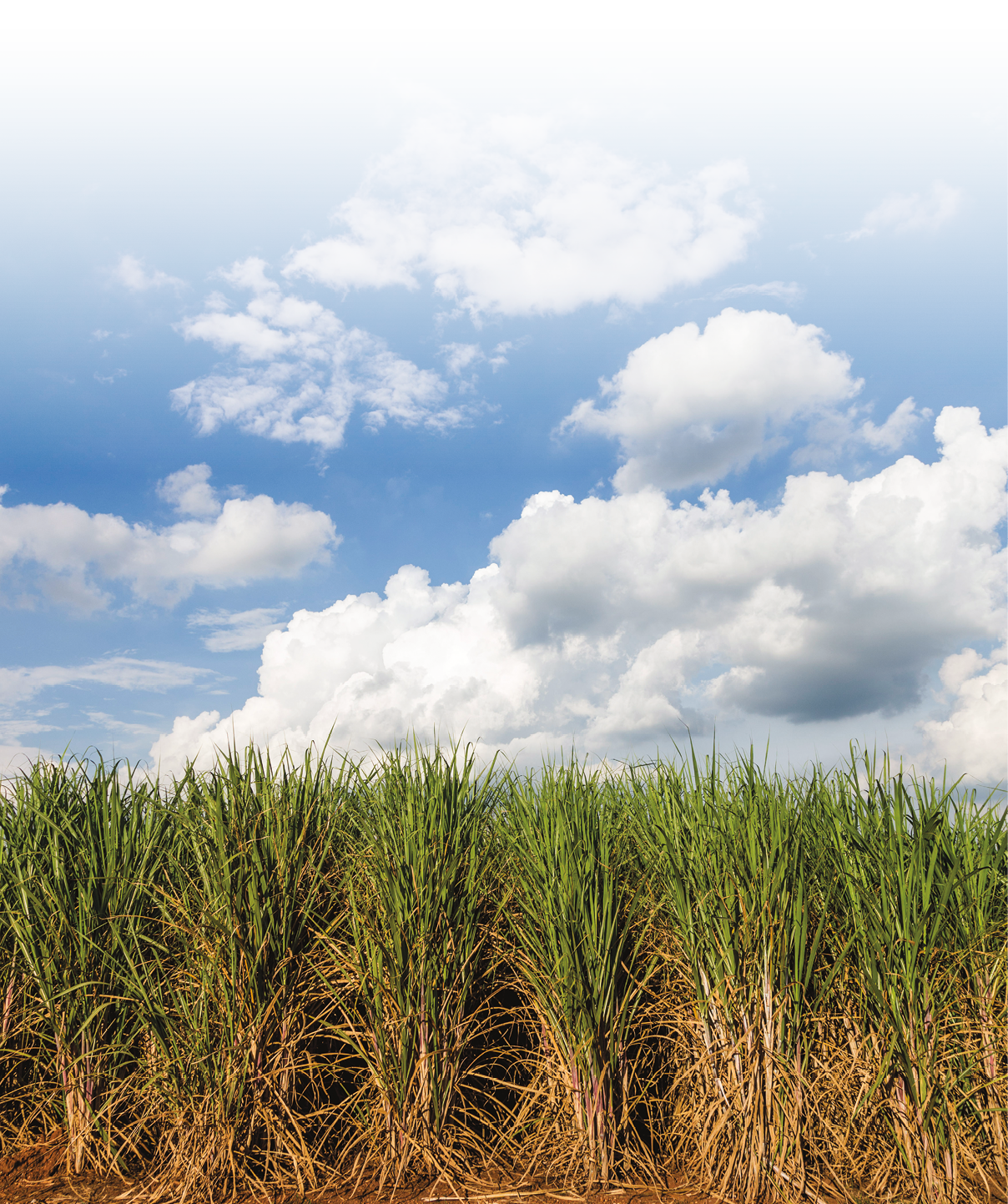 Brazilian Sugar cane fields under a blue sky.