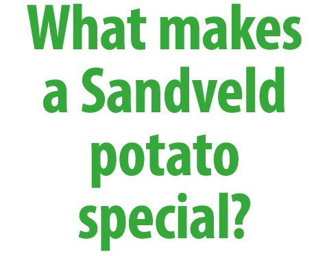 What makes a Sandveld potato special?