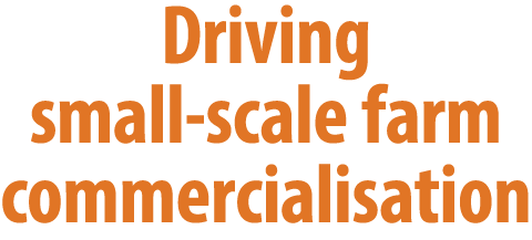 Driving small scale farm commercialisation