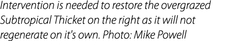Intervention is needed to restore the overgrazed Subtropical Thicket on the right as it will not regenerate on it's o...