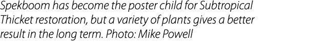 Spekboom has become the poster child for Subtropical Thicket restoration, but a variety of plants gives a better resu...