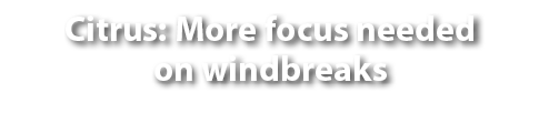 Citrus: More focus needed on windbreaks