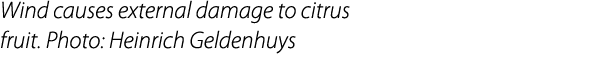 Wind causes external damage to citrus fruit. Photo: Heinrich Geldenhuys