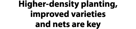 Higher density planting, improved varieties and nets are key