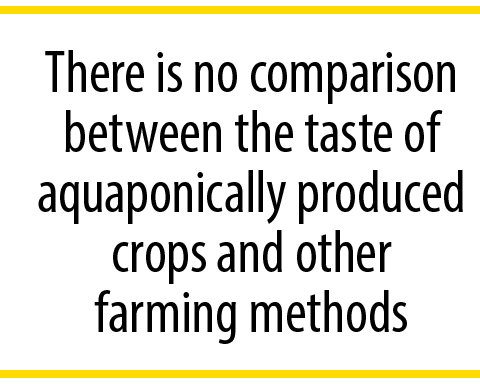 There is no comparison between the taste of aquaponically produced crops and other farming methods
