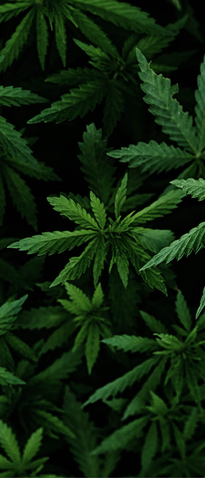 Background of young shoots of marijuana. Growing organic hemp on the farm. Wallpaper of marijuana. Legal hemp cultivation.