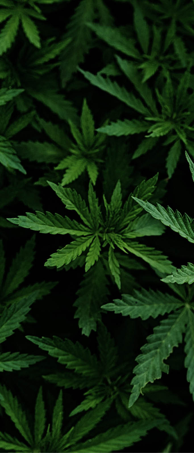 Background of young shoots of marijuana. Growing organic hemp on the farm. Wallpaper of marijuana. Legal hemp cultivation.