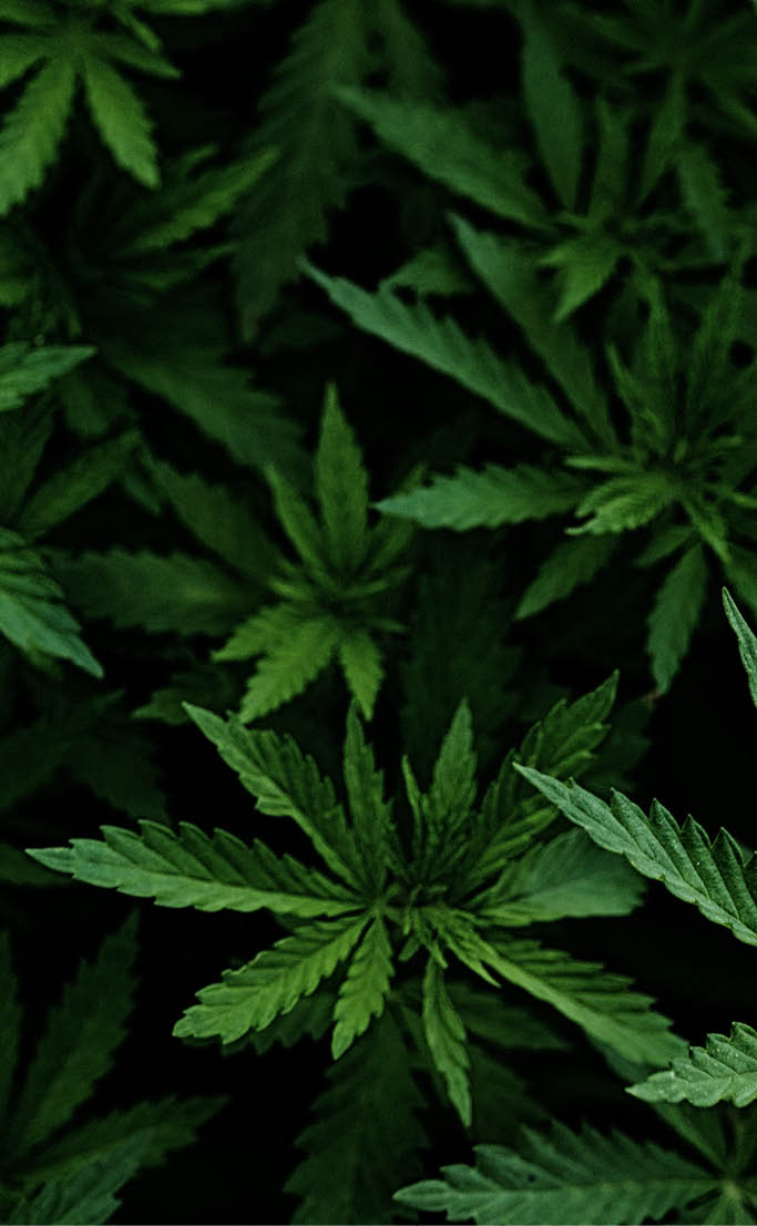 Background of young shoots of marijuana. Growing organic hemp on the farm. Wallpaper of marijuana. Legal hemp cultivation.