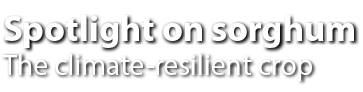 Spotlight on sorghum The climate resilient crop