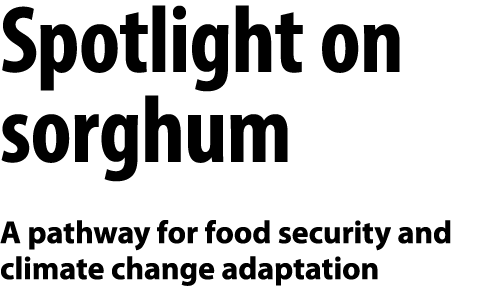 Spotlight on sorghum A pathway for food security and climate change adaptation