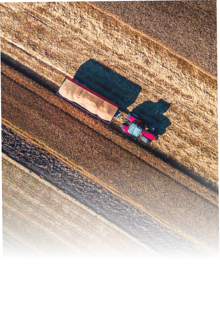Aerial view on the combine working on the large wheat field