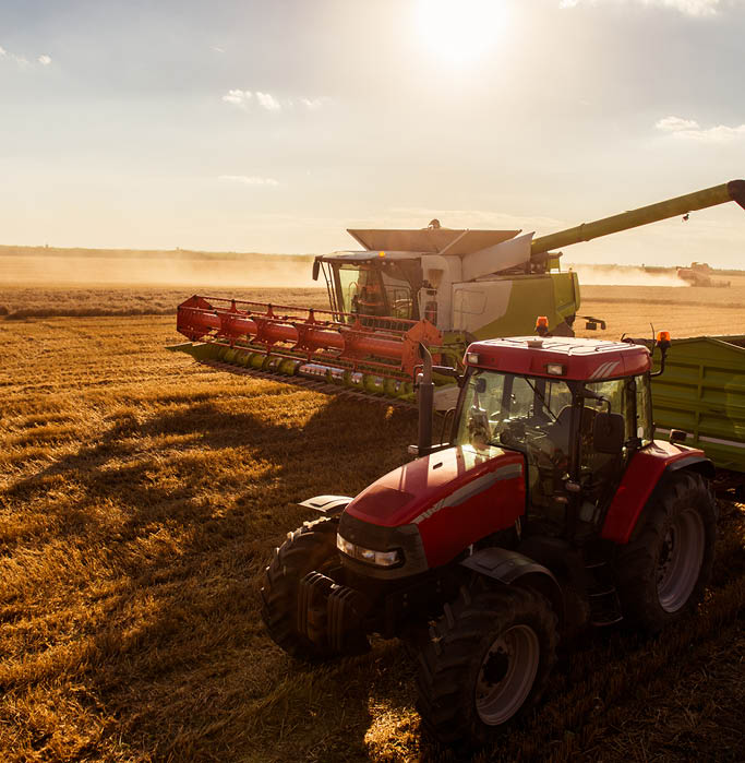 Combine harvesting the wheat on the sunset.