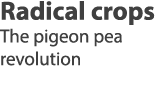 Radical crops The pigeon pea revolution 