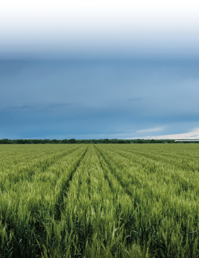 A lush field beneath threatening skies in rural Otero County, Colorado. Original image from Carol M. Highsmith’s America, Library of Congress collection. Digitally enhanced by rawpixel.
