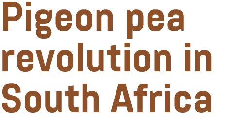 Pigeon pea revolution in South Africa