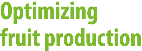 Optimizing fruit production