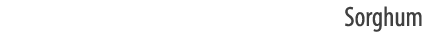 Sorghum