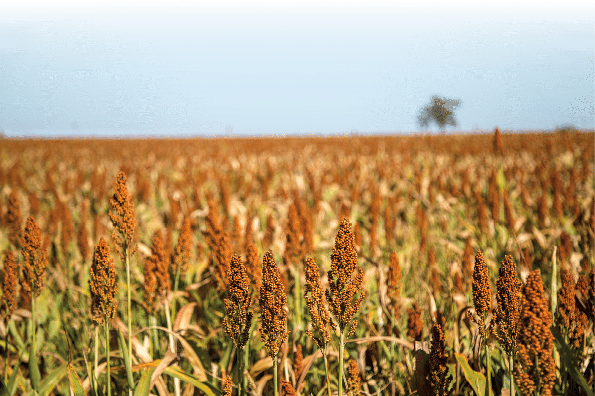 Sorghum plantation field plant seed