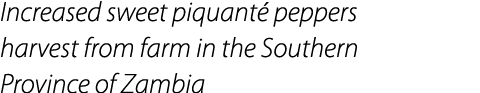 Increased sweet piquant peppers harvest from farm in the Southern Province of Zambia