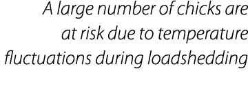A large number of chicks are at risk due to temperature fluctuations during loadshedding
