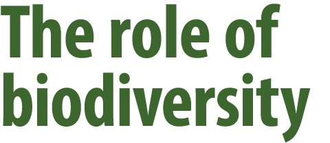 The role of biodiversity