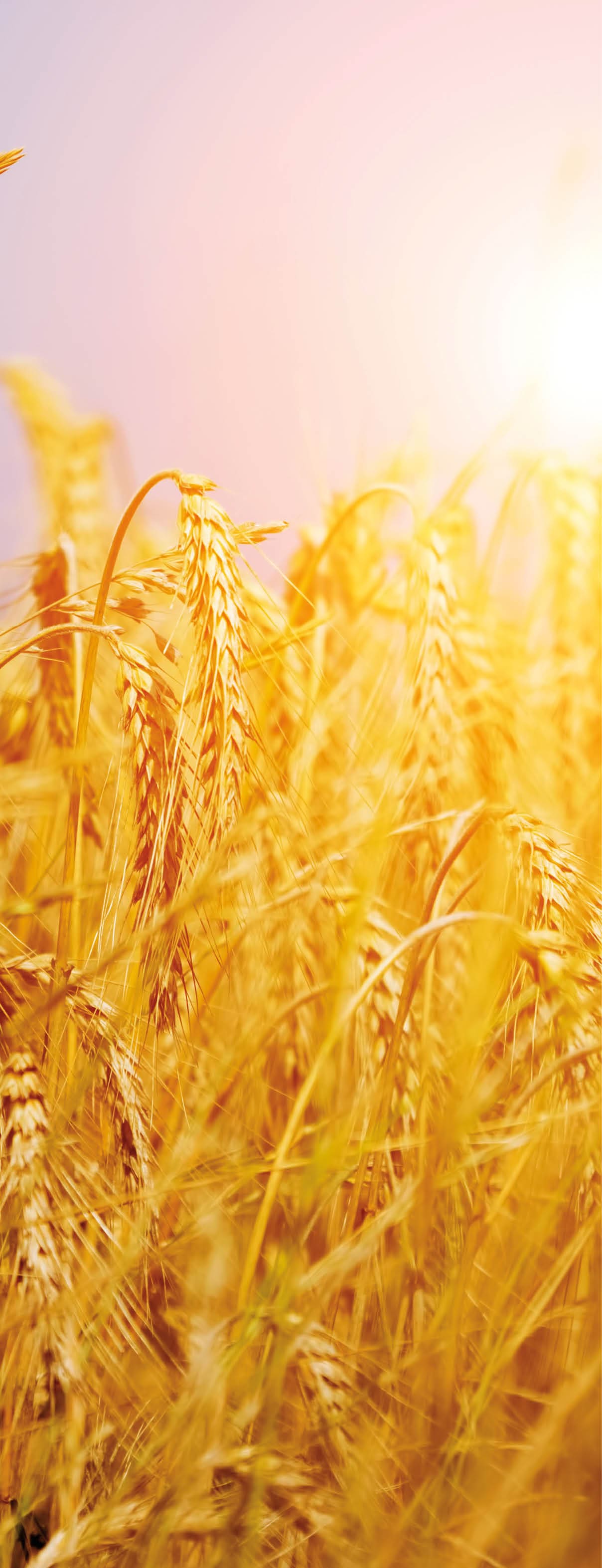 Sunny wheat field close-up. Agriculture background, golden sunset