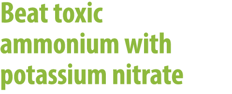 Beat toxic ammonium with potassium nitrate