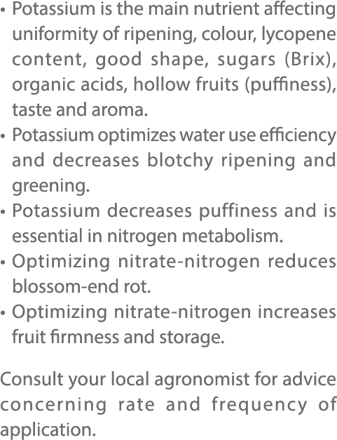 • Potassium is the main nutrient affecting uniformity of ripening, colour, lycopene content, good shape, sugars (Brix...
