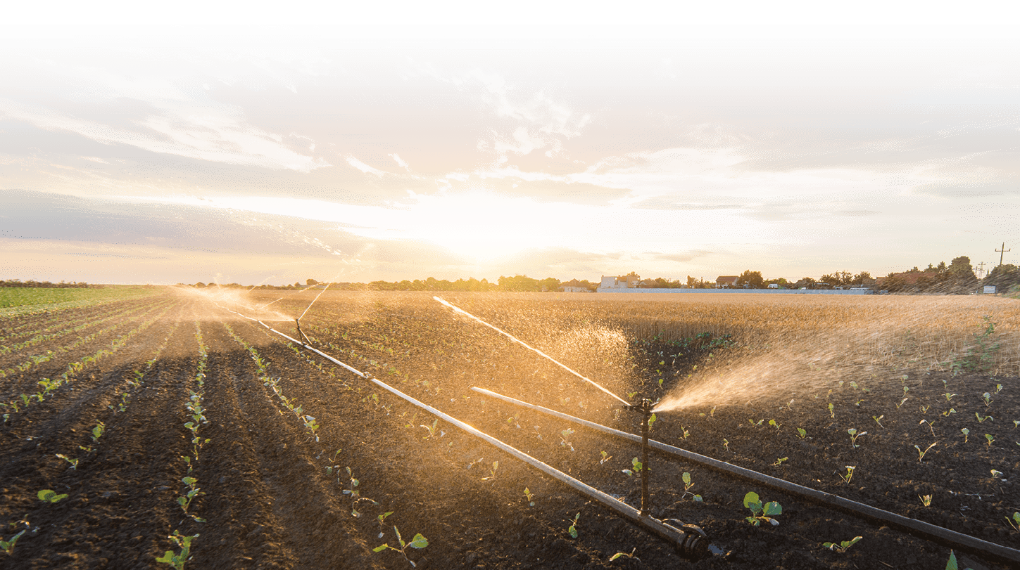 Irrigation system watering a crop of soy beans at field