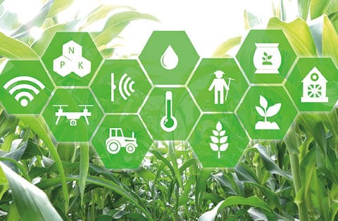 iot, internet of things, agriculture concept, Smart Robotic (artificial intelligence/ ai) use for management , control , monitoring, and detect with the sensor in the farm, field.