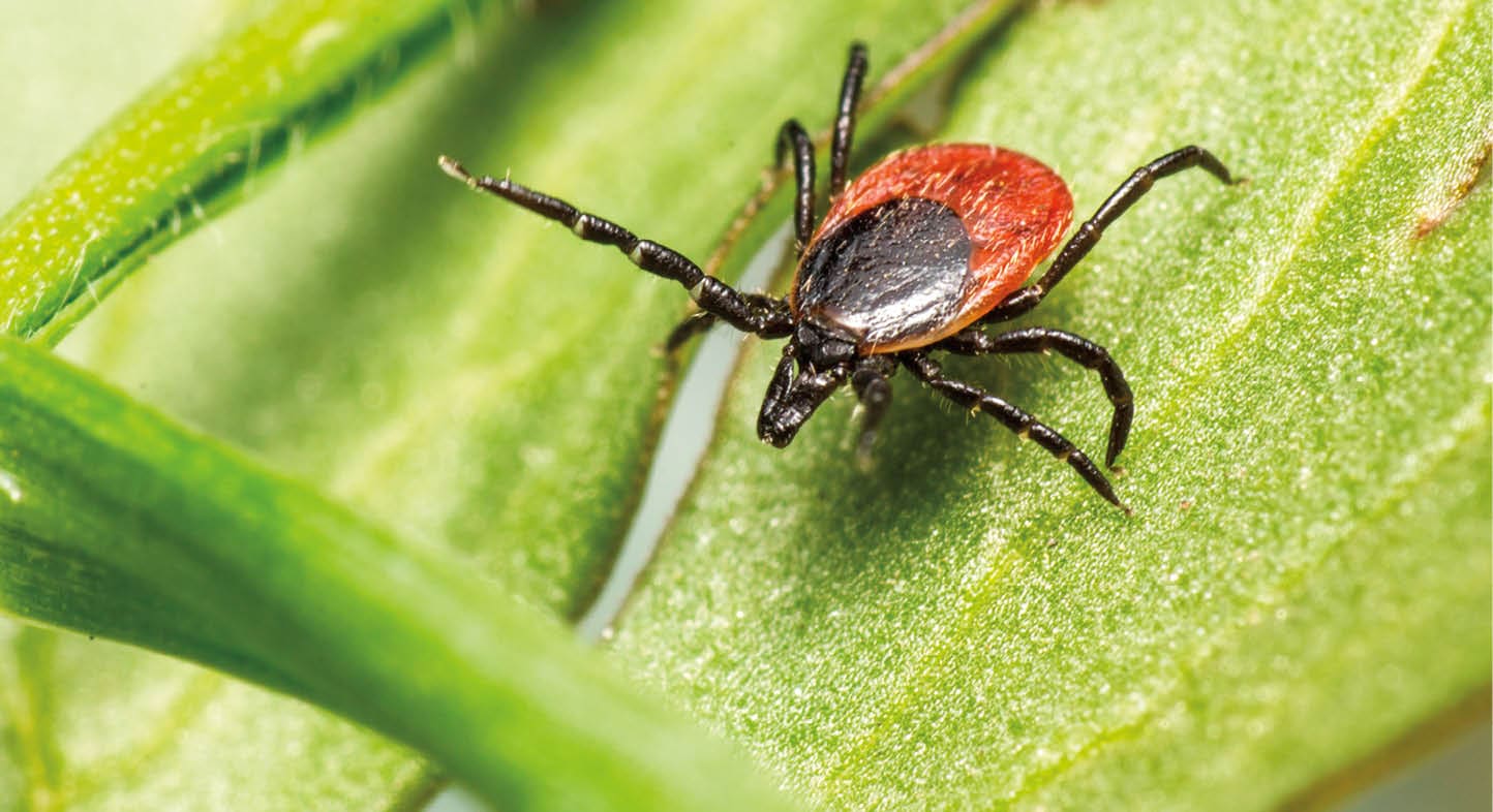 Free stock photo of animal, arachnid, arthropod