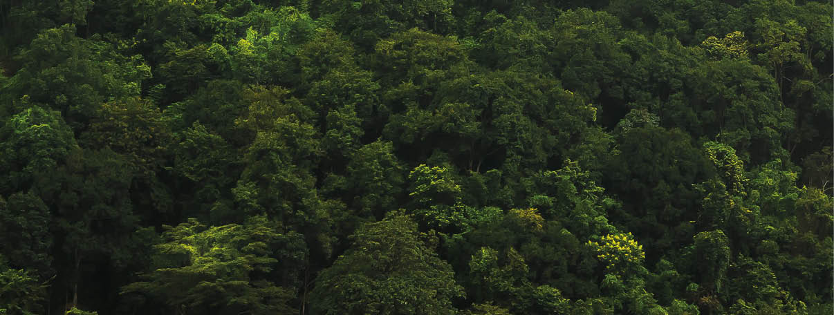 landscape of  Rain forest in Thailand