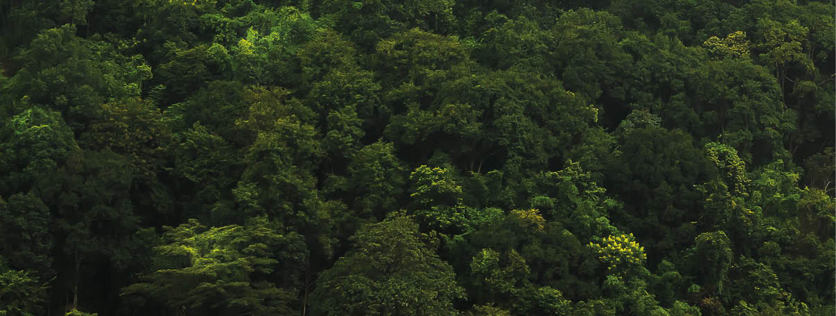 landscape of  Rain forest in Thailand