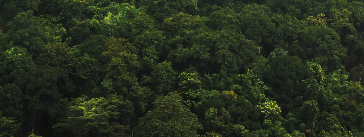 landscape of  Rain forest in Thailand
