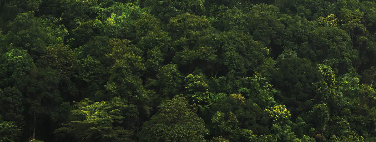 landscape of  Rain forest in Thailand
