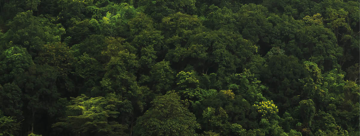 landscape of  Rain forest in Thailand