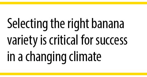 Selecting the right banana variety is critical for success in a changing climate