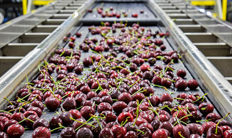 Red ripe cherries on a wet conveyor belt in a packing warehouse for export