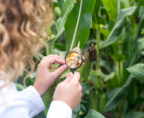 Female agronomist using magnifier to check quality of corn crops in the field.