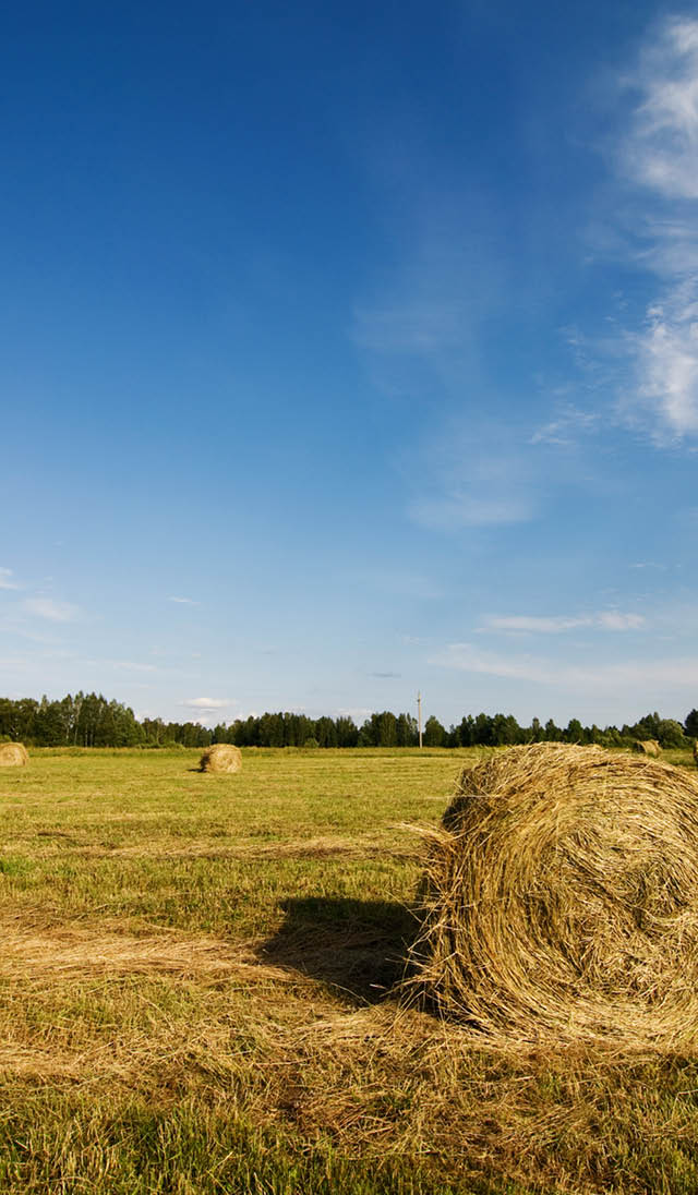 Field with rolled hayricks on it