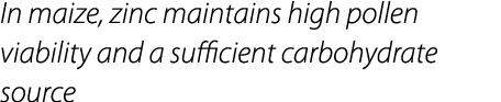 In maize, zinc maintains high pollen viability and a sufficient carbohydrate source