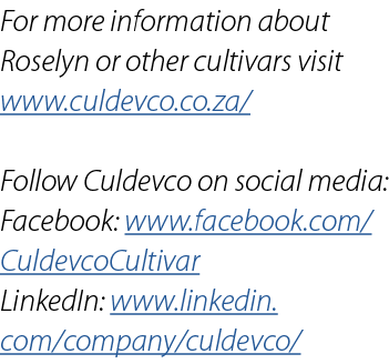 For more information about Roselyn or other cultivars visit www.culdevco.co.za/ Follow Culdevco on social media: Face...