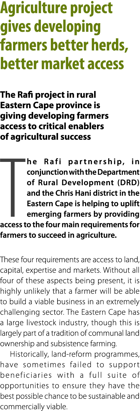 Agriculture project gives developing farmers better herds, better market access The Rafi project in rural Eastern Cap...