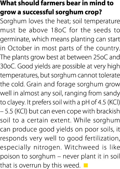 What should farmers bear in mind to grow a successful sorghum crop? Sorghum loves the heat; soil temperature must be ...