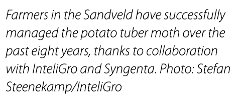 Farmers in the Sandveld have successfully managed the potato tuber moth over the past eight years, thanks to collabor...