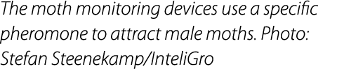 The moth monitoring devices use a specific pheromone to attract male moths. Photo: Stefan Steenekamp/InteliGro