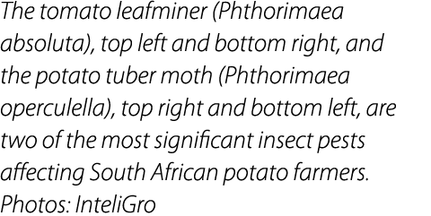 The tomato leafminer (Phthorimaea absoluta), top left and bottom right, and the potato tuber moth (Phthorimaea opercu...
