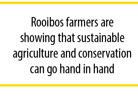 Rooibos farmers are showing that sustainable agriculture and conservation can go hand in hand