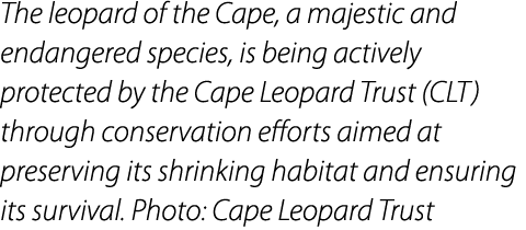 The leopard of the Cape, a majestic and endangered species, is being actively protected by the Cape Leopard Trust (CL...