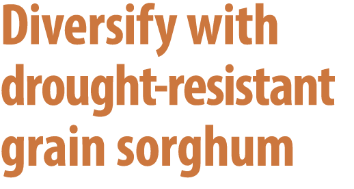 Diversify with drought resistant grain sorghum 